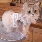 ペルシャ(チンチラ)【千葉県・女の子・2025年8月1日・ブルーチンチラゴールデン】の写真15「同じ両親から生まれた3歳のお姉ちゃん☆成長後のイメージです」