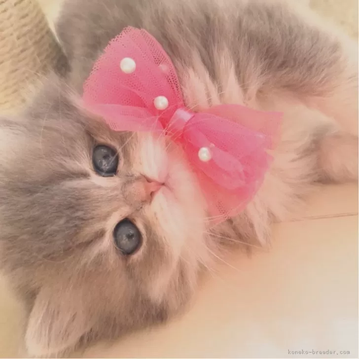 ID:2501-00822の子猫