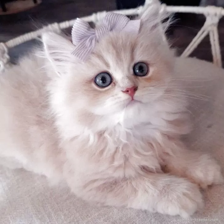 ID:2506-00677の子猫