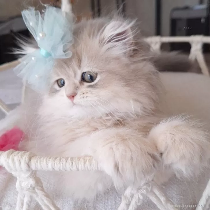 ID：2508-00492の子猫