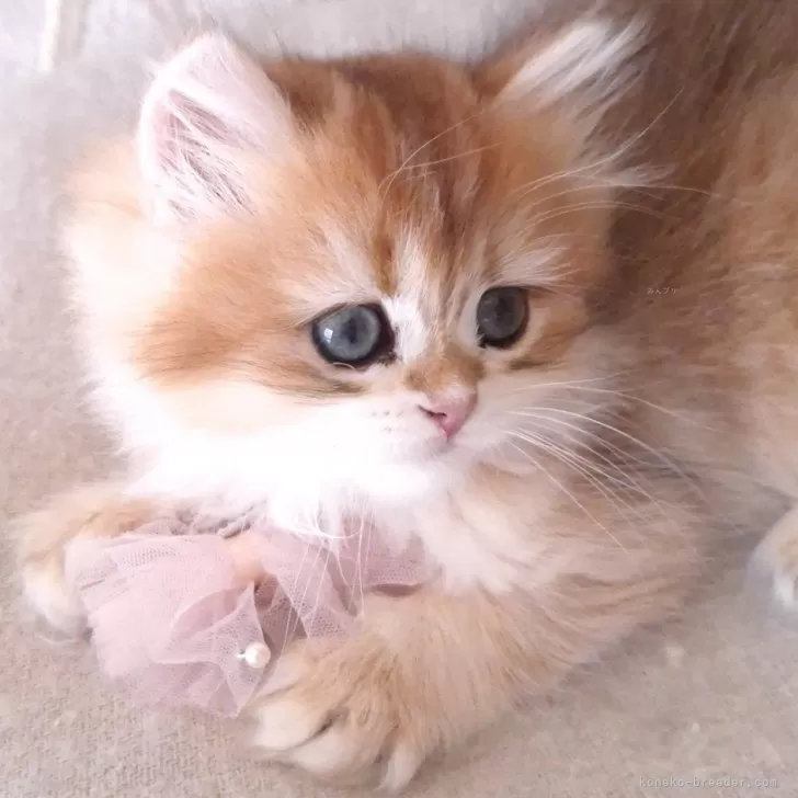 ID：2503-00091の子猫
