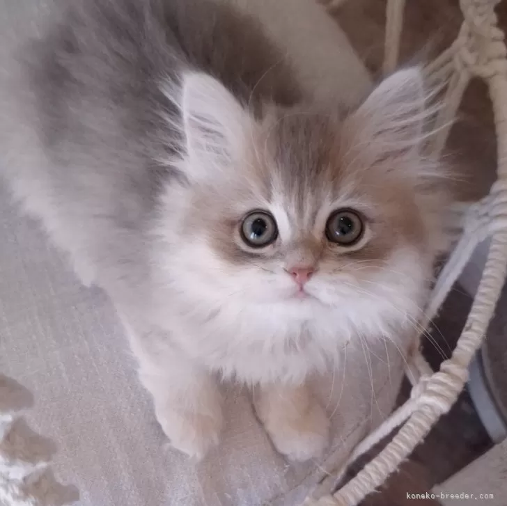 ID:2501-00814の子猫