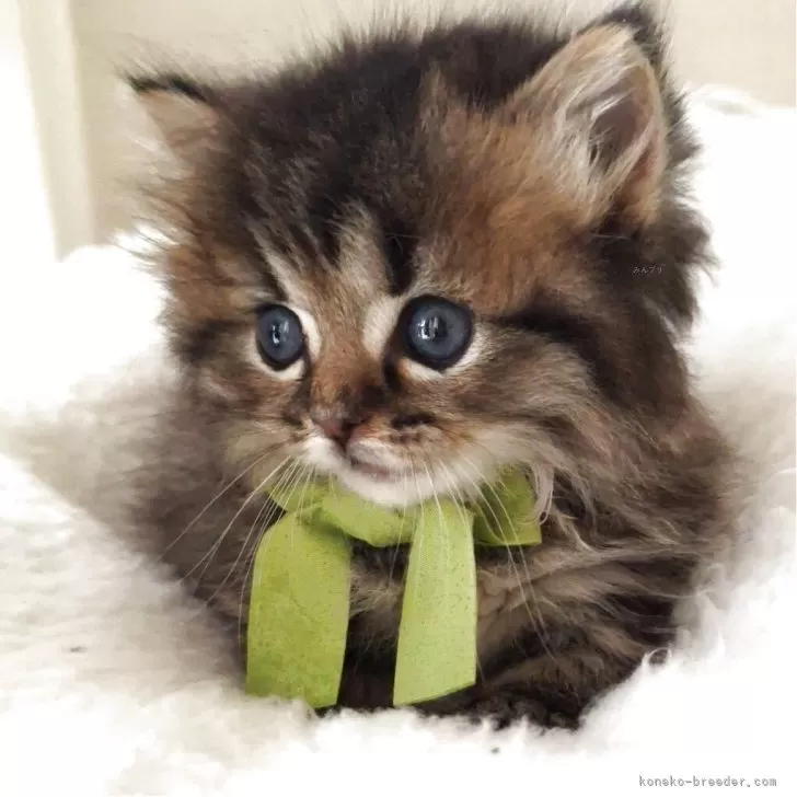 ID：2504-02870の子猫