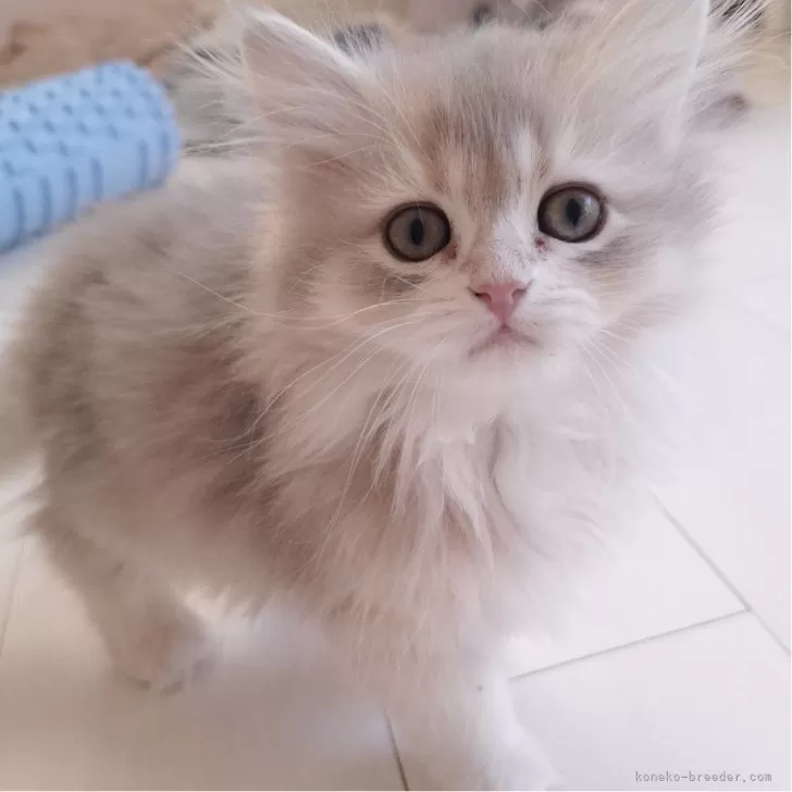 M.G みんなのお父さん 様のお迎えした子猫