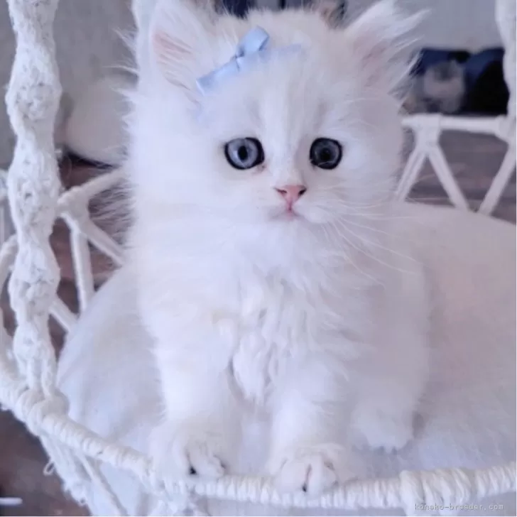 M.Y 様のお迎えした子猫