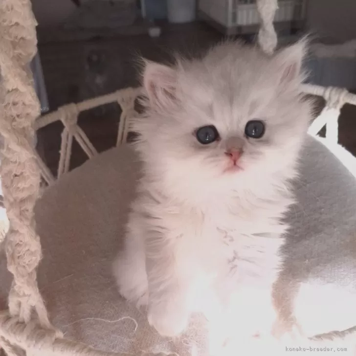 ID:2412-01499の子猫