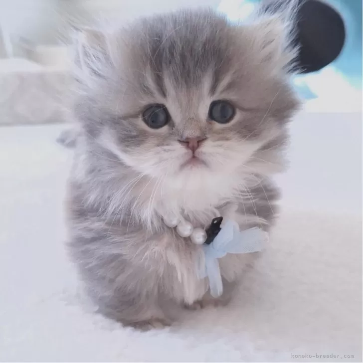 ID：2412-01455の子猫