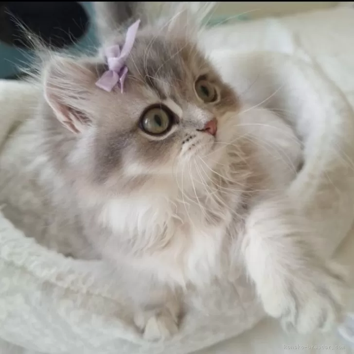 ID：2509-01031の子猫