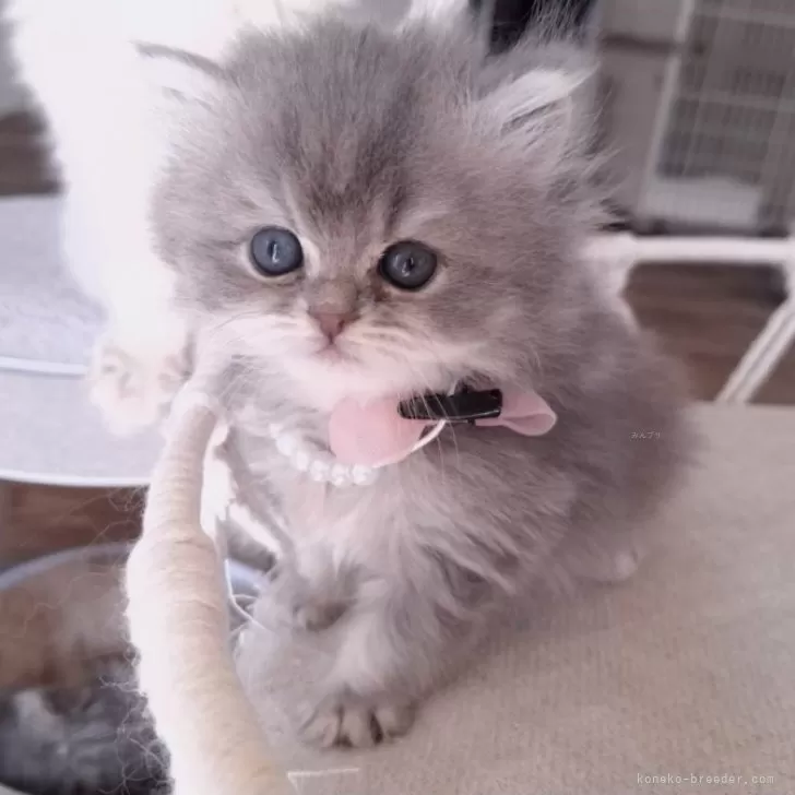 ID：2502-00670の子猫
