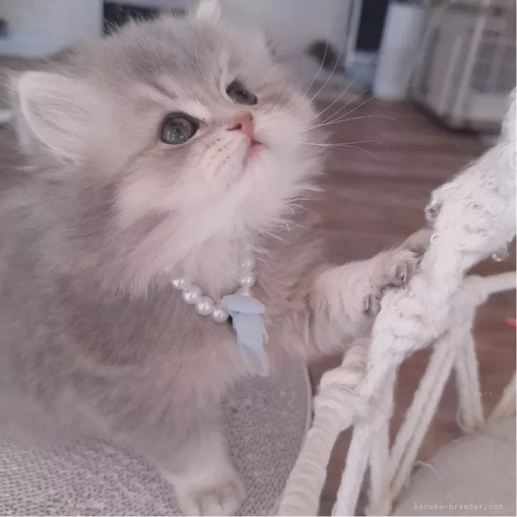 ID:2412-01456の子猫