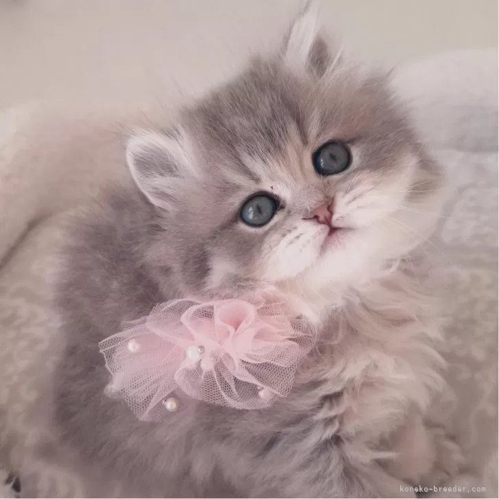 O.N 様のお迎えした子猫