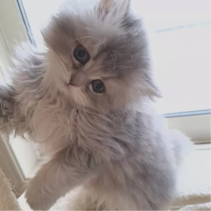 ID:2412-01461の子猫