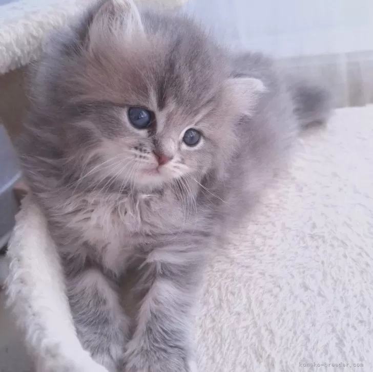 ID:2412-02738の子猫