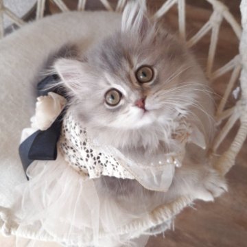 ペルシャ(チンチラ)【千葉県・女の子・2025年8月1日・ブルーチンチラゴールデン（ロング）】の写真「綺麗なグレージュ毛色にグリーンの瞳になります☆」