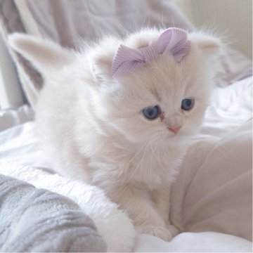 ミヌエット(長足)【千葉県・男の子・2025年10月13日・クリーム（ロング）】の写真「優しい顔立ちに優しいクリーム毛色の王子さま☆」