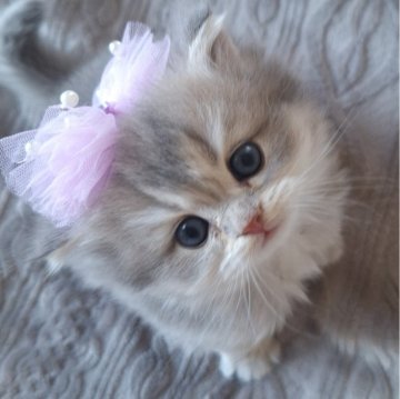 ミヌエット(長足)【千葉県・男の子・2025年10月13日・ブルークリーム（ロング）】の写真「と～ってもかわいい丸い顔だち♡淡いグレージュ毛色」