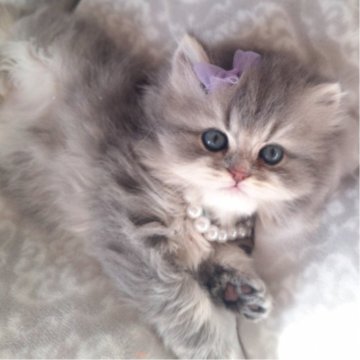 ミヌエット(長足)【千葉県・女の子・2025年11月2日・ブルー&ホワイト（ロング）】の写真「深めのクラシックなブルー毛色☆魅力的な顔立ち♡」