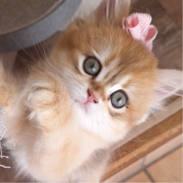 ペルシャ(チンチラ)【千葉県・女の子・2025年7月20日・ゴールデン（ロング）】の写真「アイラインくっきりお化粧したかの様なかわい～顔立ち」