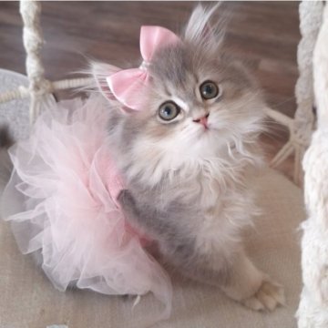 ペルシャ(チンチラ)【千葉県・女の子・2025年8月1日・ブルーチンチラゴールデン（ロング）】の写真「キレイなグレージュ毛色☆ストーカーレベルの甘えん坊」