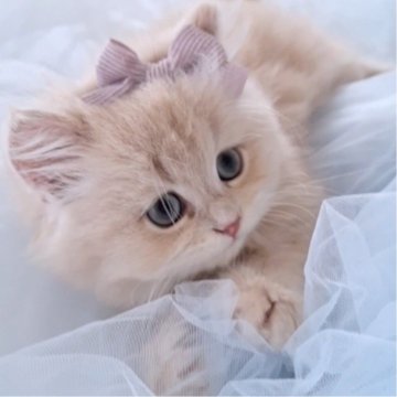 ミヌエット(長足)【千葉県・男の子・2025年5月3日・クリーム（ロング）】の写真「かわい〜顔立ち☆淡いクリーム毛色に濃いピンクのお鼻」