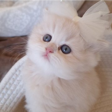 ミヌエット(長足)【千葉県・男の子・2025年10月13日・クリーム（ロング）】の写真「優しい顔立ちに優しいクリーム毛色の王子さま☆」