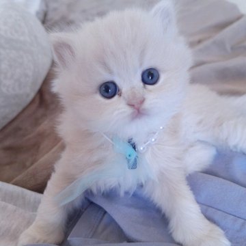 ミヌエット(長足)【千葉県・男の子・2025年10月13日・クリーム（ロング）】の写真「優しい顔立ちに優しいクリーム毛色の王子さま☆」