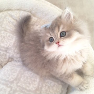 ミヌエット(長足)【千葉県・男の子・2025年10月13日・ブルークリーム（ロング）】の写真「と～ってもかわいい丸い顔だち♡淡いグレージュ毛色」