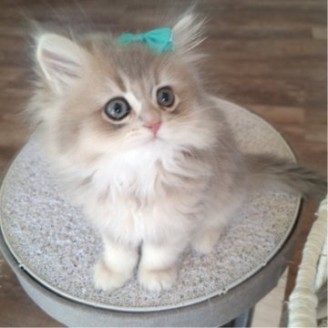 ペルシャ(チンチラ)【千葉県・男の子・2025年10月22日・ブルーゴールデン（ロング）】の写真「超希少ライラックグレージュ毛色☆グリーンアイ♡」