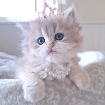 ペルシャ(チンチラ)【千葉県・女の子・2025年10月22日・ブルーゴールデン（ロング）】の写真「超希少なライラックグレージュ毛色☆グリーンの瞳☆」