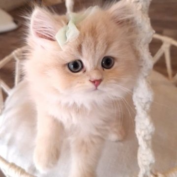 ミヌエット(長足)【千葉県・男の子・2025年5月3日・クリーム（ロング）】の写真「かわい〜顔立ち☆淡いクリーム毛色に濃いピンクのお鼻」