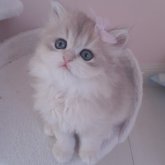 ペルシャ(チンチラ)