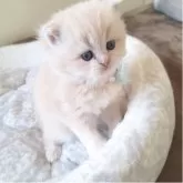 ミヌエット(長足)