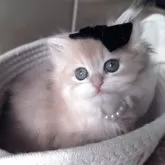 ペルシャ(チンチラ)