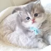 ミヌエット(長足)