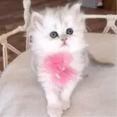 ペルシャ(チンチラ)