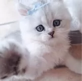 ペルシャ(チンチラ)