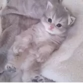 ミヌエット(長足)