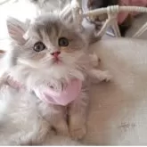 ペルシャ(チンチラ)