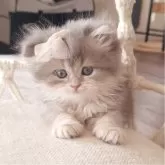 ペルシャ(チンチラ)