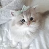 ペルシャ(チンチラ)