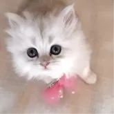 ペルシャ(チンチラ)