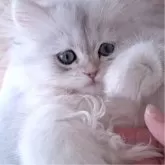 ペルシャ(チンチラ)