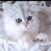 ペルシャ(チンチラ)