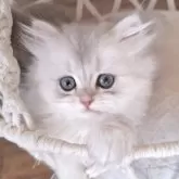 ペルシャ(チンチラ)