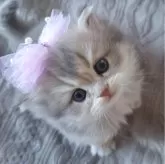 ミヌエット(長足)