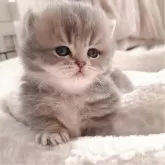 ミヌエット(短足)