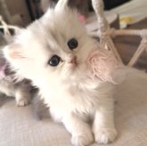 ペルシャ(チンチラ)