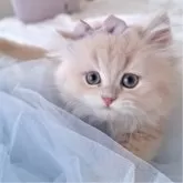 ミヌエット(長足)