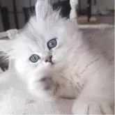 ペルシャ(チンチラ)