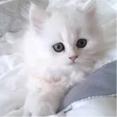 ペルシャ(チンチラ)